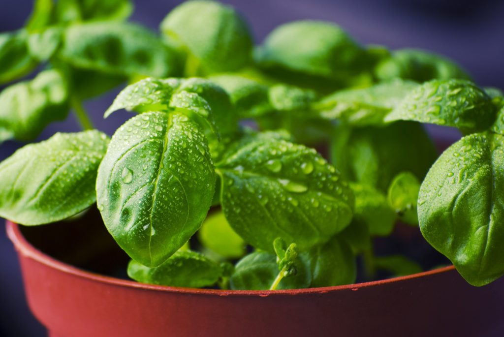 Ten best smelling herbs to grow indoors