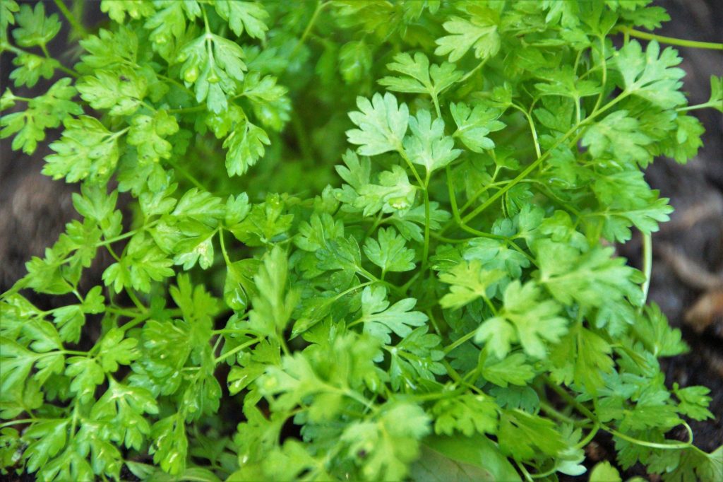 Ten best smelling herbs to grow indoors