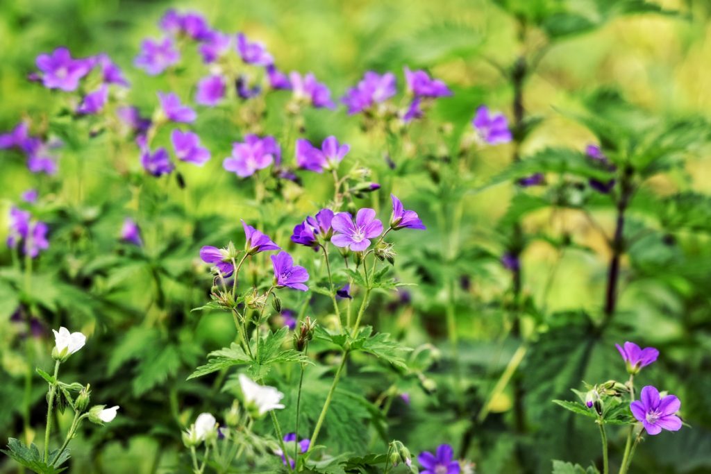 Ten best smelling herbs to grow indoors