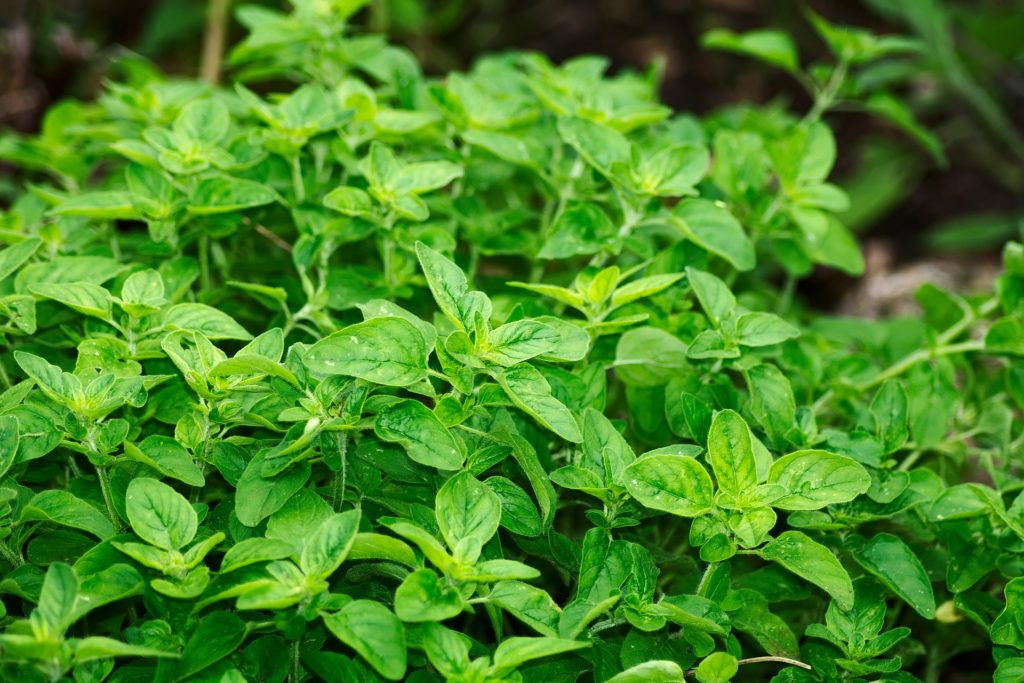 Ten best smelling herbs to grow indoors