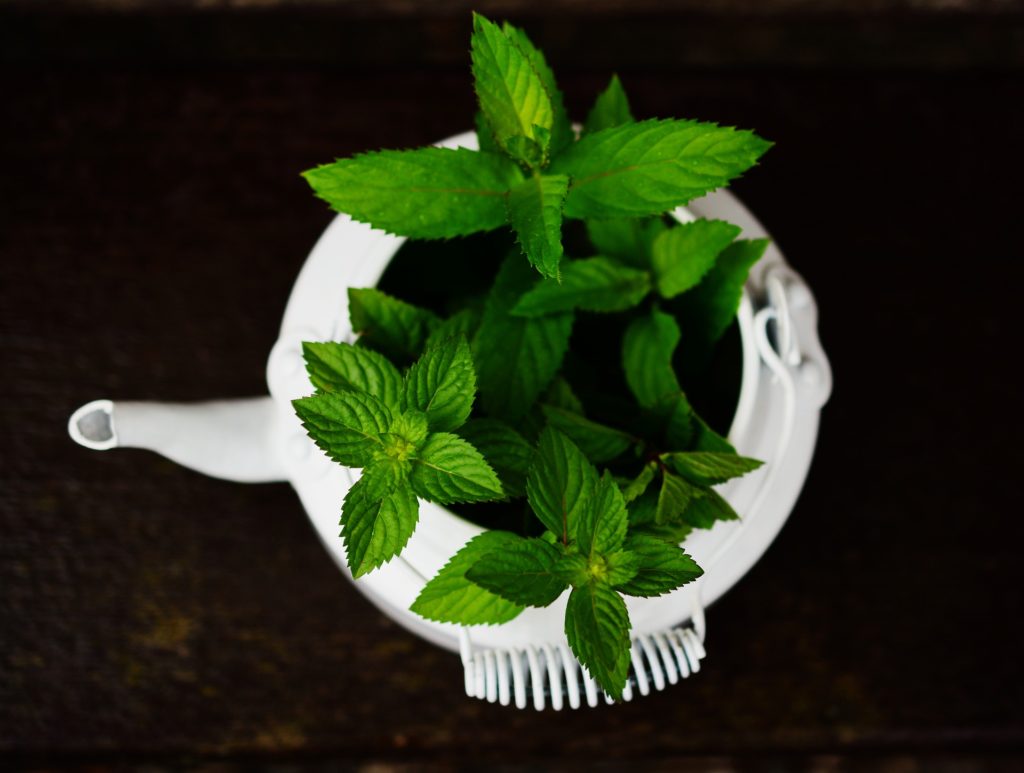 Ten best smelling herbs to grow indoors